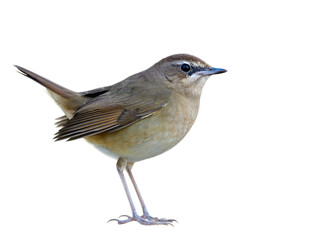 lovely fat brown bird isolated on white background, female of siberian rubythroat