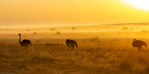 Naklejka premium Ostrich (Struthio camelus) walking, at sunrise with mist over the plains, in the Masai Mara National Reserve, Kenya