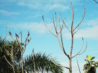 Trees under the Blue Sky