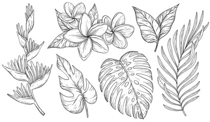 Set of tropical leaves. Palm, banana leaf, monstera, heliconia and Frangipani flowers. Black and white