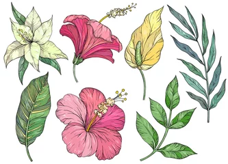 Satz tropische Blätter. Tropische Blumen und Pflanzen © acnaleksy