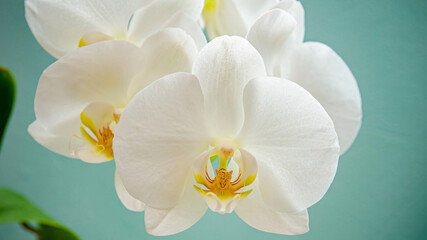 blooming white orchid on a blue background, close-up