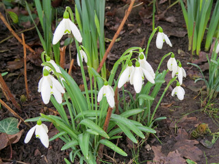 snowdrops also known as milk flower of the snow