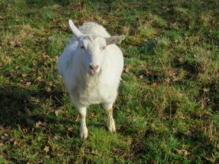 Naklejka premium pretty white goat looking into the camera lens