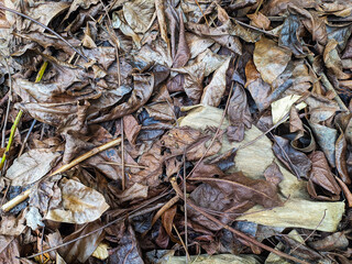 background of fallen dry leaves
