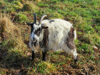 Obraz premium cute black and white goat enjoying some winter sunshine
