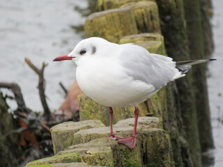 black headed gull with winter plumage on groynes looking out over the water