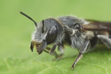 Detailed closeup of the  Viper's Bugloss Mason Bee , Hoplitis adunca on a green leaf