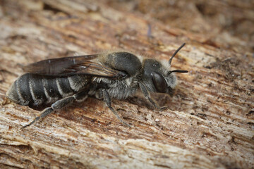 Lateral close up of the Viper's Bugloss Mason Bee , Hoplitis adunca on a wood