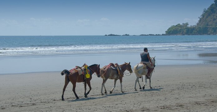 Three horses on the beach in Costa Rica 