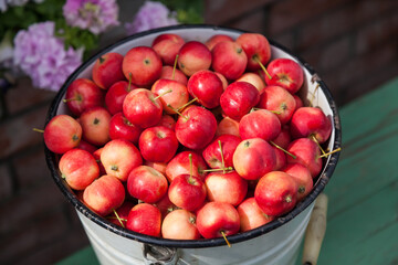 Close-up of a full bucket of ripe red small Ranetka apples against the backdrop of garden flowers, harvested in the fall in the village for making jam or juice.