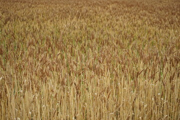 Rural landscape with wheat field, closeup - 小麦畑 田園風景 滋賀 日本