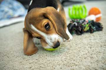 Fototapeta młody szczeniaczek beagle bawi się gumową zieloną piłka obraz