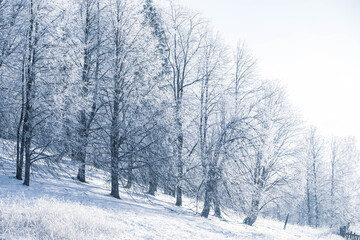 Fototapeta na wymiar Winter Christmas idyllic landscape. White trees in the forest covered with snow, drifts and snowfall against the blue sky on a sunny day in nature outdoors, blue tones