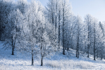 Winter Christmas idyllic landscape. White trees in the forest covered with snow, drifts and snowfall against the blue sky on a sunny day in nature outdoors, blue tones