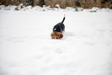 węszący w śniegu mały beagle  - obrazy, fototapety, plakaty