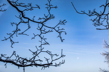 Winter Christmas idyllic landscape. White trees in the forest covered with snow, drifts and snowfall against the blue sky on a sunny day in nature outdoors, blue tones