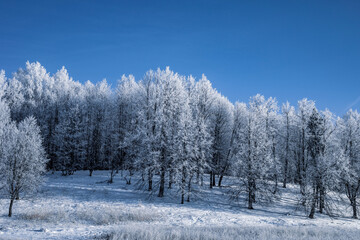 Winter Christmas idyllic landscape. White trees in the forest covered with snow, drifts and snowfall against the blue sky on a sunny day in nature outdoors, blue tones