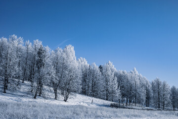 Winter Christmas idyllic landscape. White trees in the forest covered with snow, drifts and snowfall against the blue sky on a sunny day in nature outdoors, blue tones
