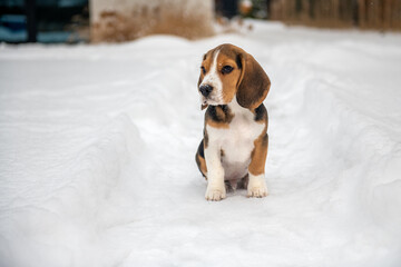 młody Beagle obserwujący zimową aurę