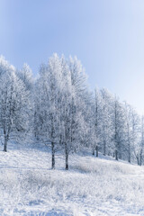 Winter Christmas idyllic landscape. White trees in the forest covered with snow, drifts and snowfall against the blue sky on a sunny day in nature outdoors, blue tones