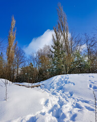 Rural winter landscape with snow on a blue sky background on a sunny winter day in Riga, Latvia