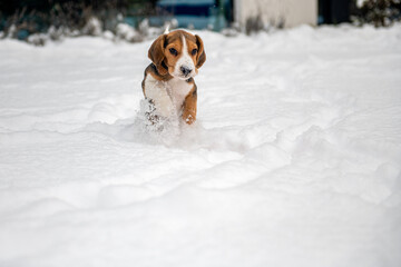 szczęśliwy szczeniak beagle podczas zabawy na śniegu	 - obrazy, fototapety, plakaty