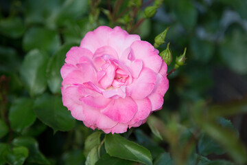 Delicate Pink Rose in Full Bloom with Soft Petals