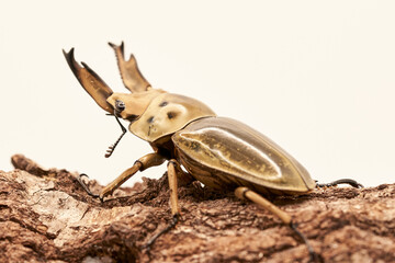 オウゴンオニクワガタ