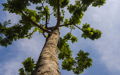 Fototapeta premium Green Jungle Tree against blue sky, with some withe clouds . Nature Concept. Look Up View in Tropical Forest. Looking up to the sky along a tree trunk. Close up a tropical tree 