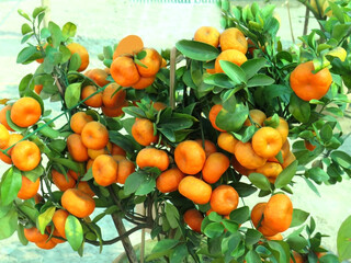 Group of Orange image.  the tree has lots of oranges.  image click from Darjeeling, West Bengal, India.