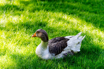 Grey and white goose sitting in nice fresh green grass. Sunny day with cast shadows on lawn.