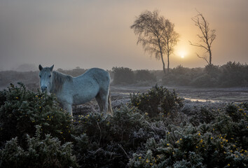 A New Forest pony eating gorse just after sunrise on a misty, cold winter morning. Near Hatchet...