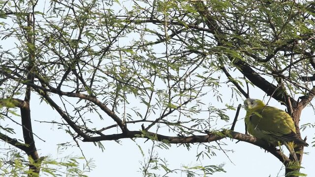 Yellow footed green pigeon or yellow legged green pigeon full shot perched high on tree at keoladeo national park or bhartpur bird sanctuary rajasthan india - Treron phoenicoptera