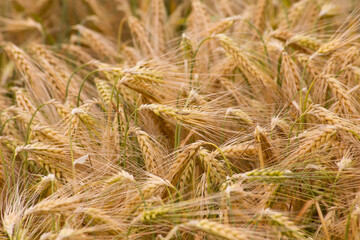 Wheat field. Ears of golden wheat close up.