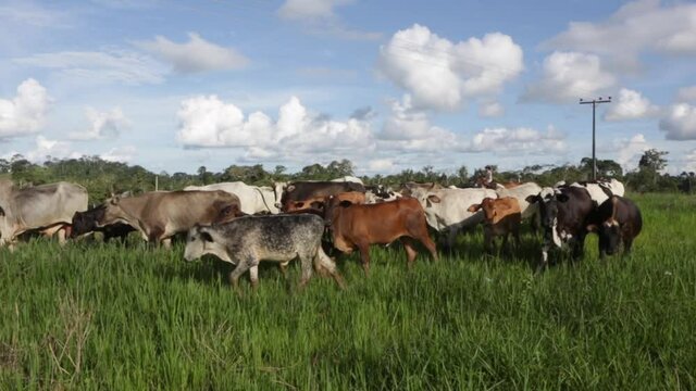 Group of oxen grazing in deforested cattle farm area in Amazon rainforest, Para, Brazil. Concept of agriculture, environment, ecology, economy, livestock, climate change and global warming.