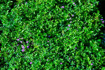 background of small blooming pink flowers and green leaves on a clear day, close-up