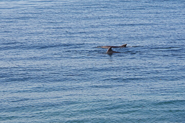 Obraz premium View of the back fins of two dolphins cruising the beachfront ocean water in southern California