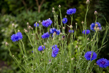 Blue cornflower or Centaurea cyanus - obrazy, fototapety, plakaty