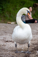 Swan at a lake
