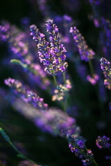 the wonderful lavender in valesole in provence