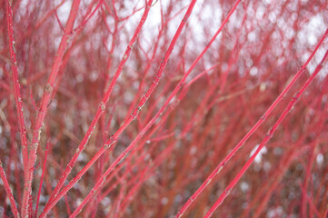 Red willow in winter
