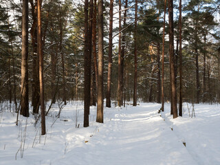 A snowy wooden footbridge leads through a pine forest on a sunny, cold winter day.
