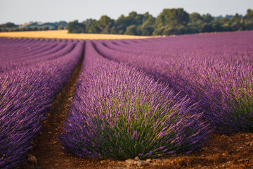 Fototapeta na wymiar the wonderful lavender in valesole in provence