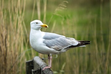Resting seagull