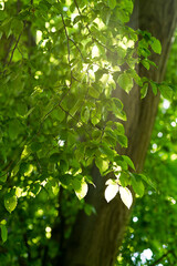 Beautiful relaxed view on green leave branch against sun with a tree trunk in background. Back lit leaves. Play of sun and shadows. Great for background