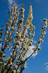 Blooming apple tree on the background of the cloudy sky early spring

