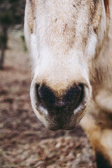 Close up sur le nez d'un cheval beige dans un champ