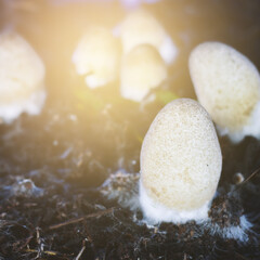 Straw mushrooms Cultivated from rice straw in thailand