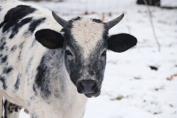 Brahman crossbred calf in winter snow for portrait close up.